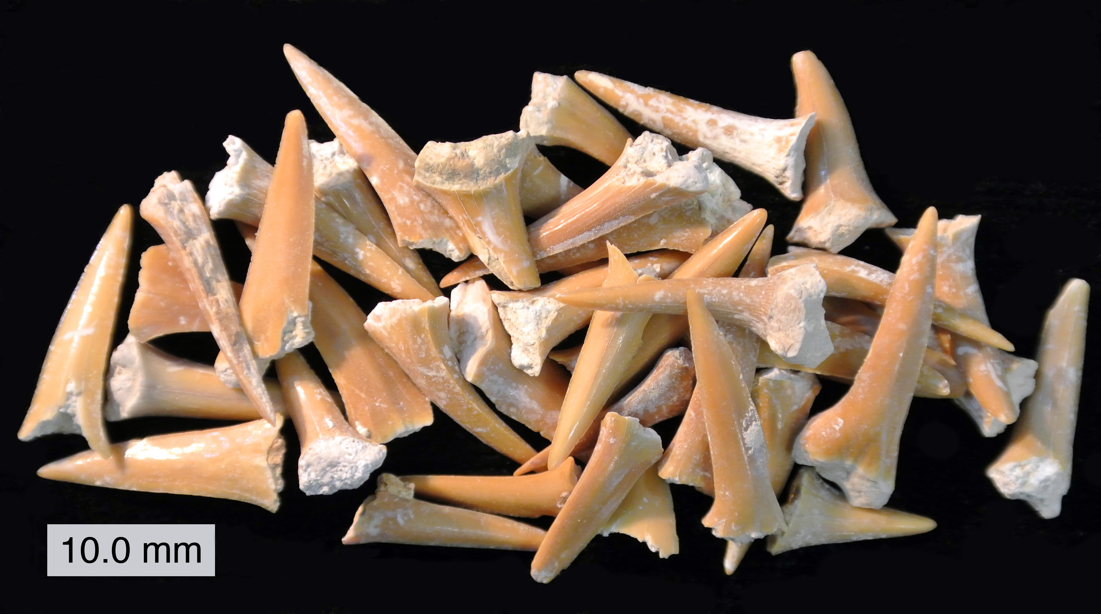 CretaceousSharkTeeth061812.JPG