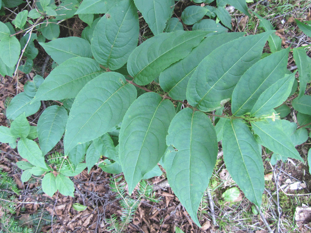 Tập tin:Diervilla-lonicera-leaves.png