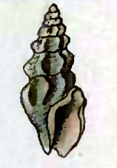 <i>Drillia sinuosa</i> Species of gastropod