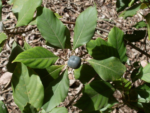 Elaeocarpus sedentarius leaves and drupe