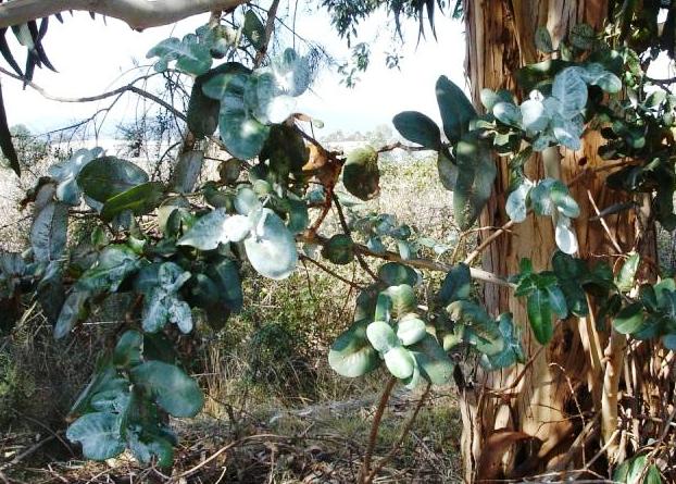 File:Eucalyptus cordata, juvenile leaves.jpg