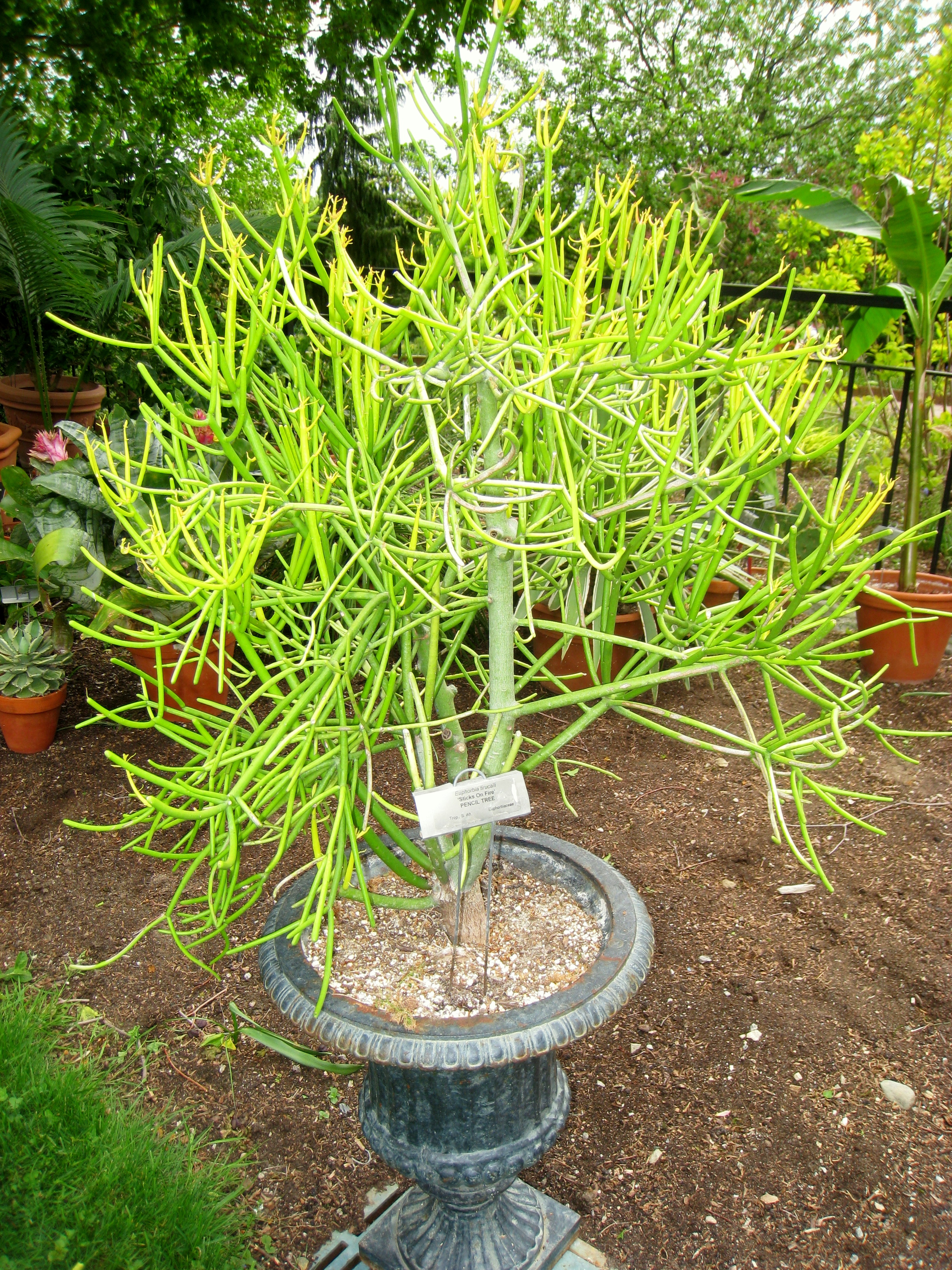 File Euphorbia Tirucalli 2 Tower Hill Botanic Garden Jpg