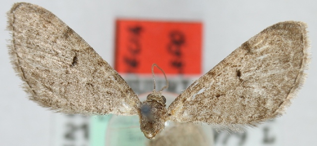 File:Eupithecia detritata.jpg