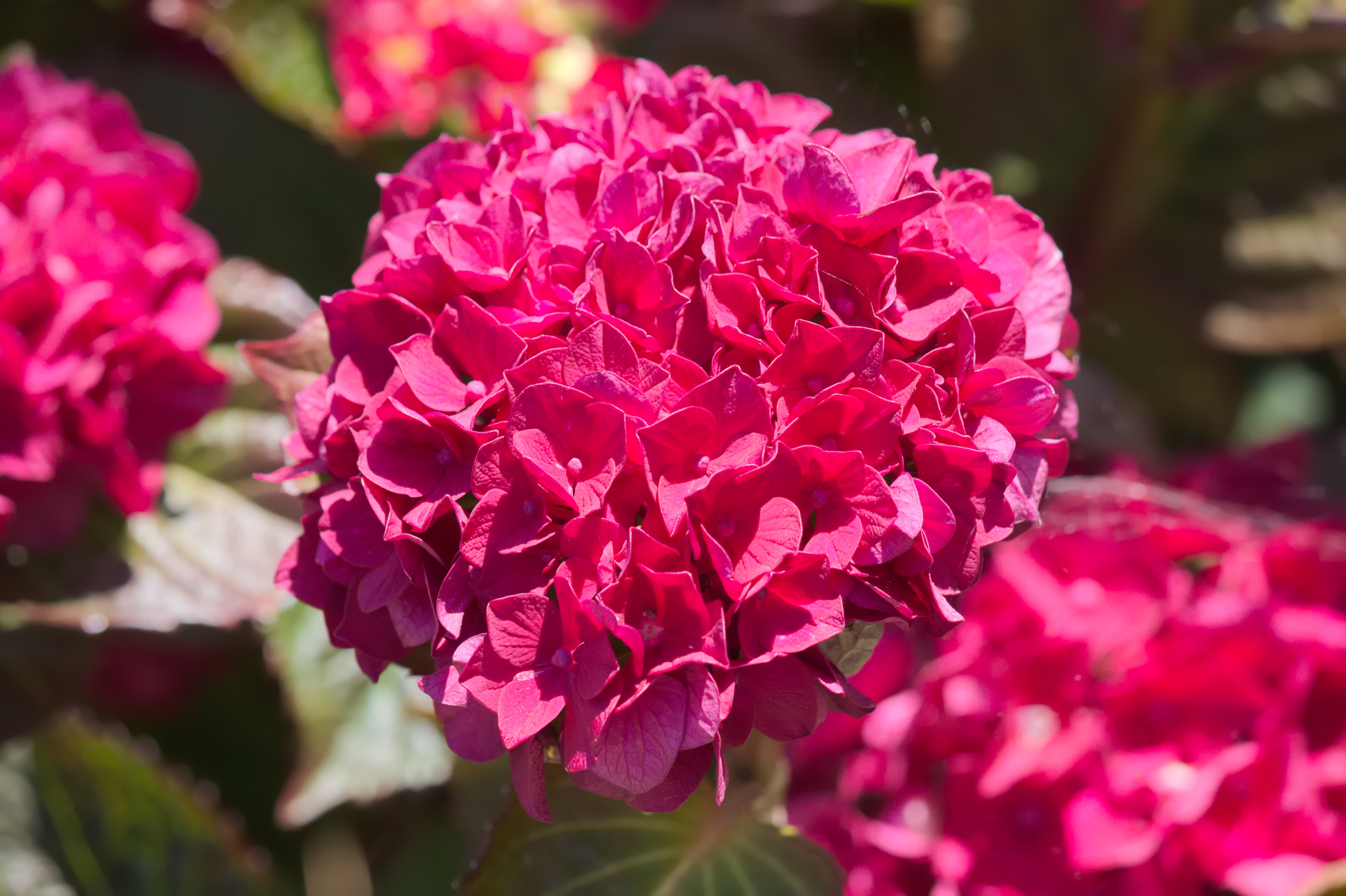 File:Flor de Hortensia - Hydrangea flower  - Wikimedia Commons