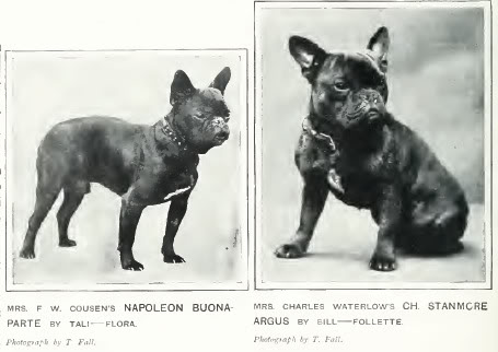 File:French Bulldogs circa 1907.jpg