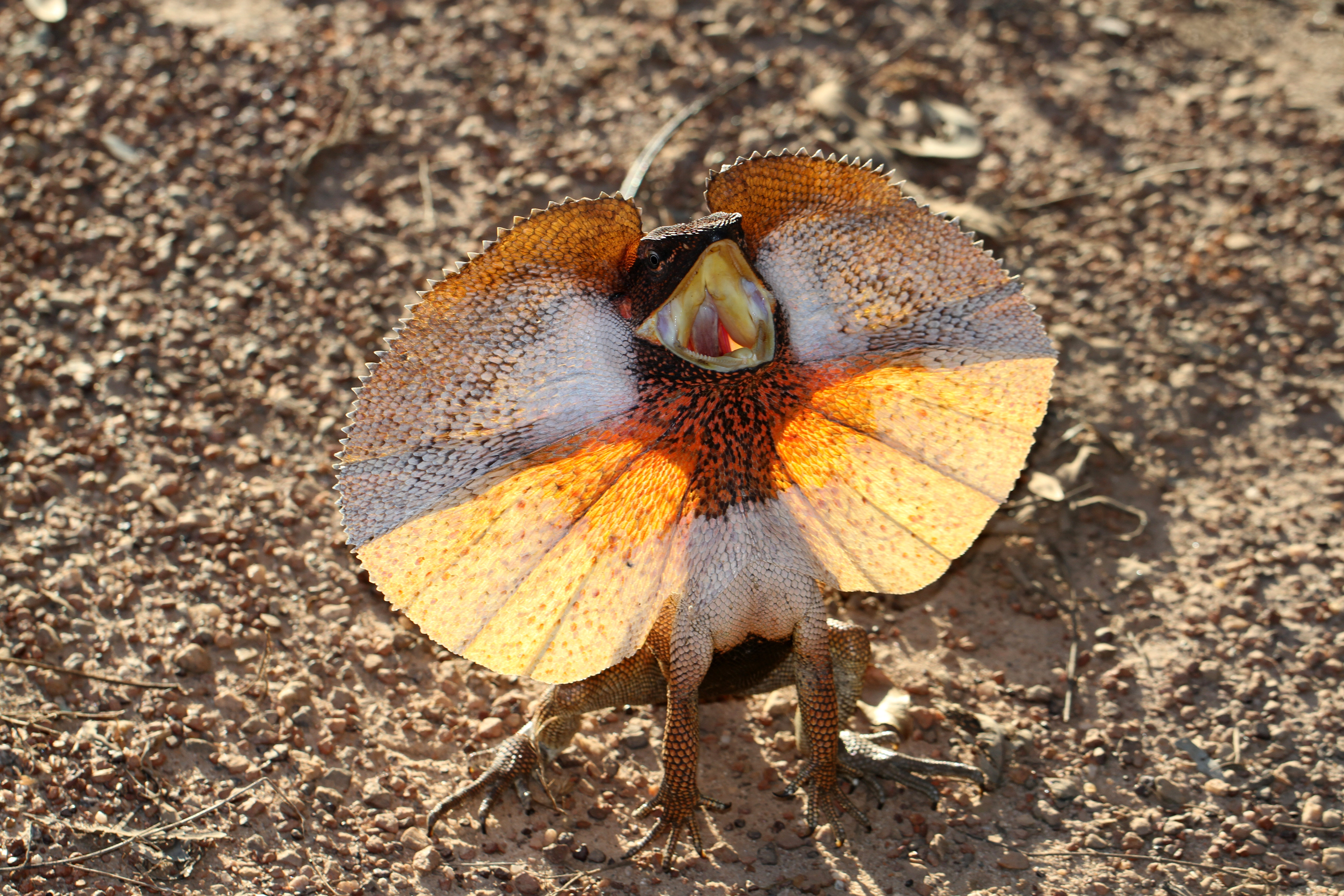 Frilled lizard - Wikipedia