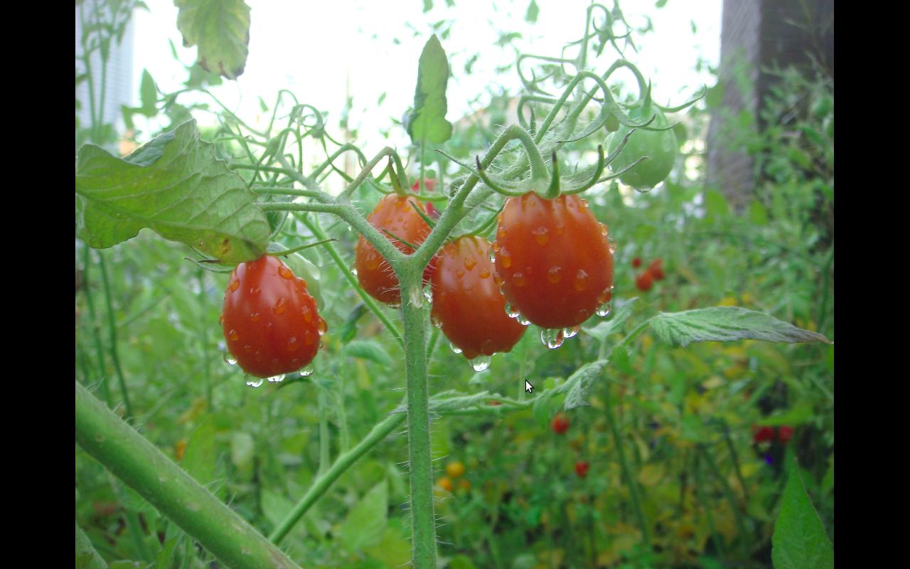 Tomato - Wikipedia