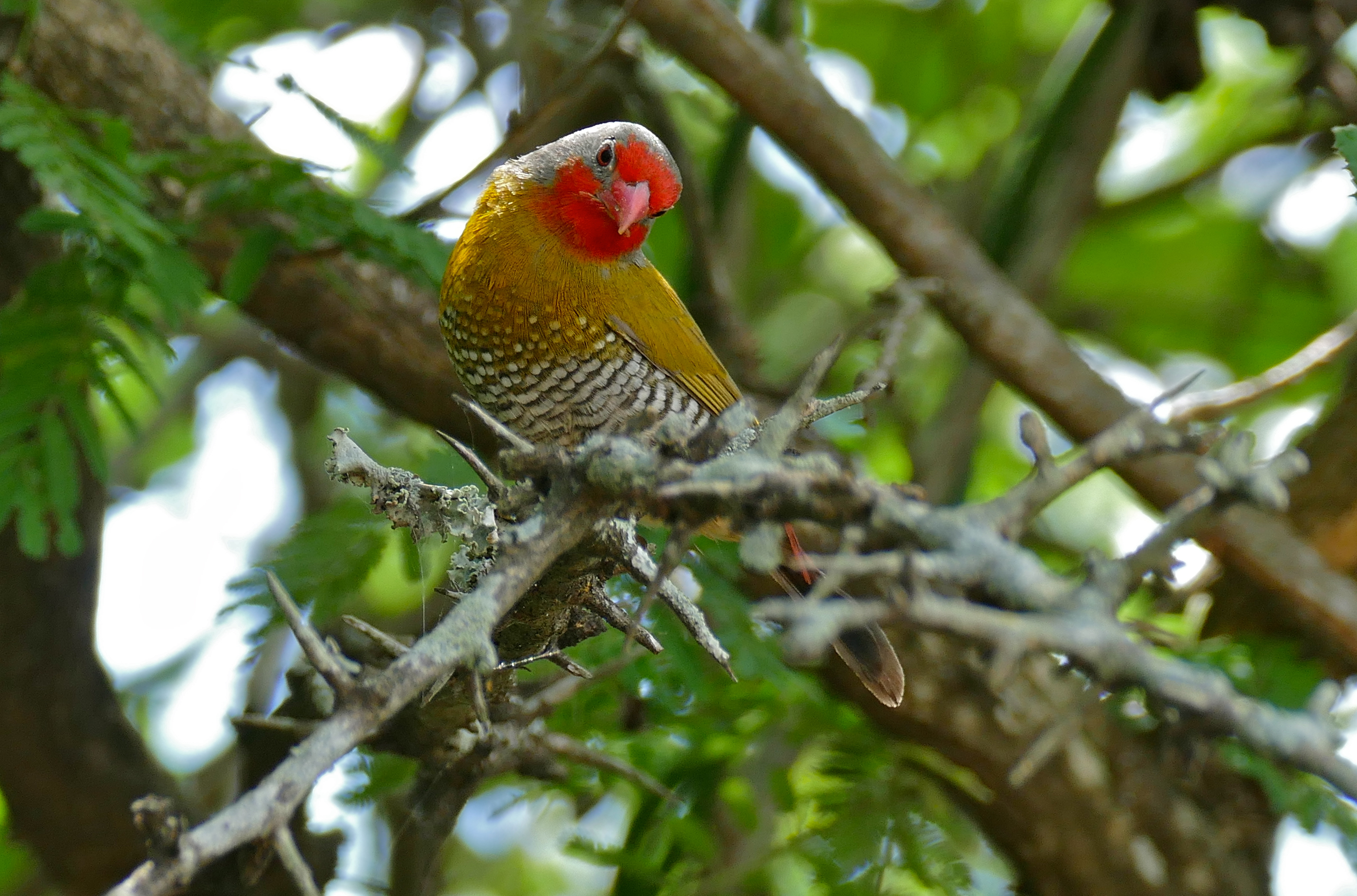 Green-winged Pytilia (Pytilia melba) male (16797336456).jpg