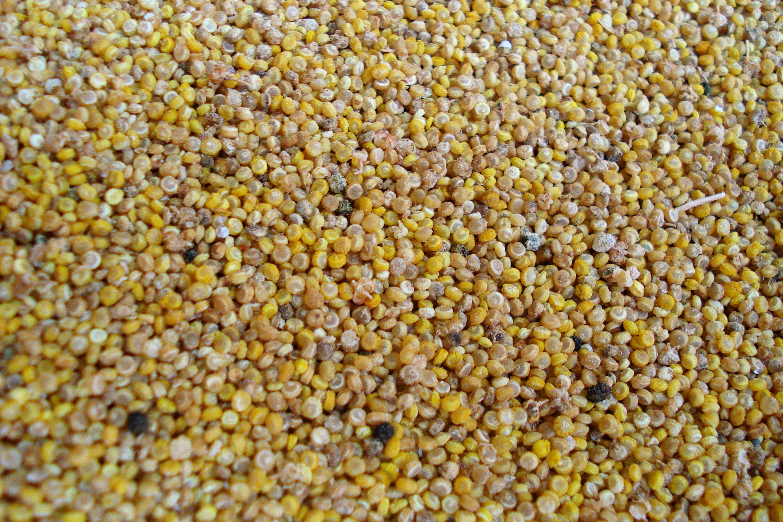 Harvested seeds of homegrown Chenopodium quinoa