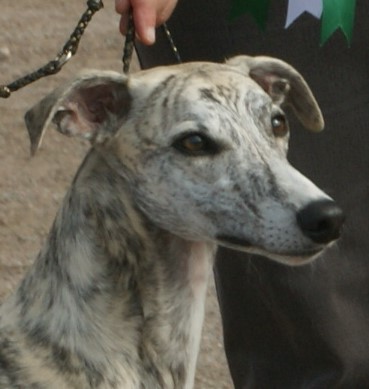 File:Head of Whippet 6.jpg