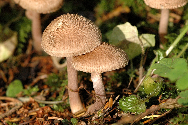 File:Inocybe lanuginosa - Lindsey.jpg