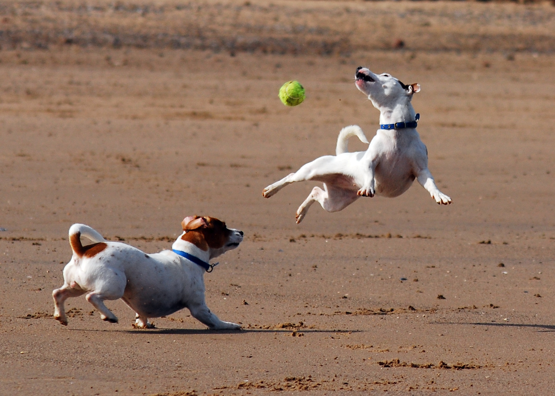 cumbreck jack russell