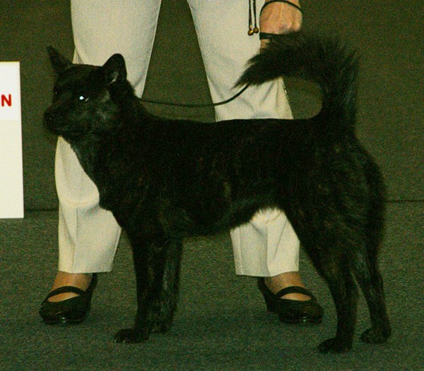 File:Kai Inu.jpg