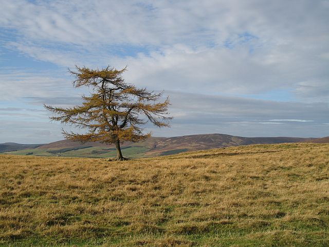 File:Kinclune Wood - geograph.org.uk - 605569.jpg