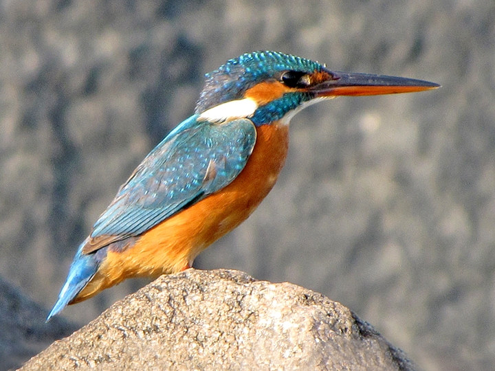 File:Kingfisher India.jpg