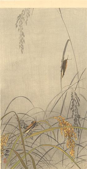 File:Koson - grasshoppers-on-rice-plants.jpg