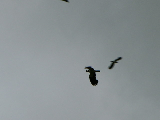 File:Lapwing - geograph.org.uk - 483252.jpg