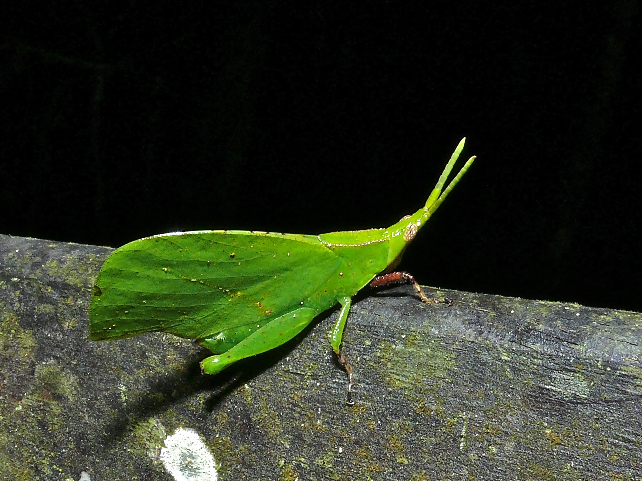 Leaf Grasshopper (Systella sp.) (6731078725).jpg