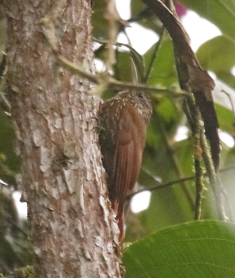 File:Lepidocolaptes lacrymiger -NW Ecuador-6.jpg