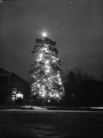 File:Llandrindod Wells Christmas tree (15789949579).jpg