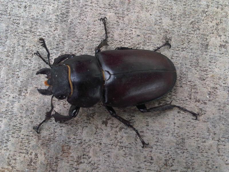 File:Lucanus cervus 5.jpg