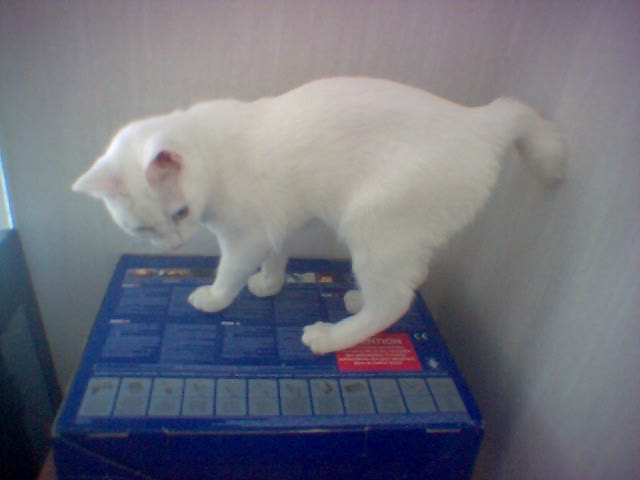 En vit hon-kattunge av rasen Manx med stumpy svans. Notera de långa bakbenen.