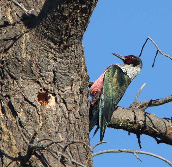 Melanerpes lewis01.jpg