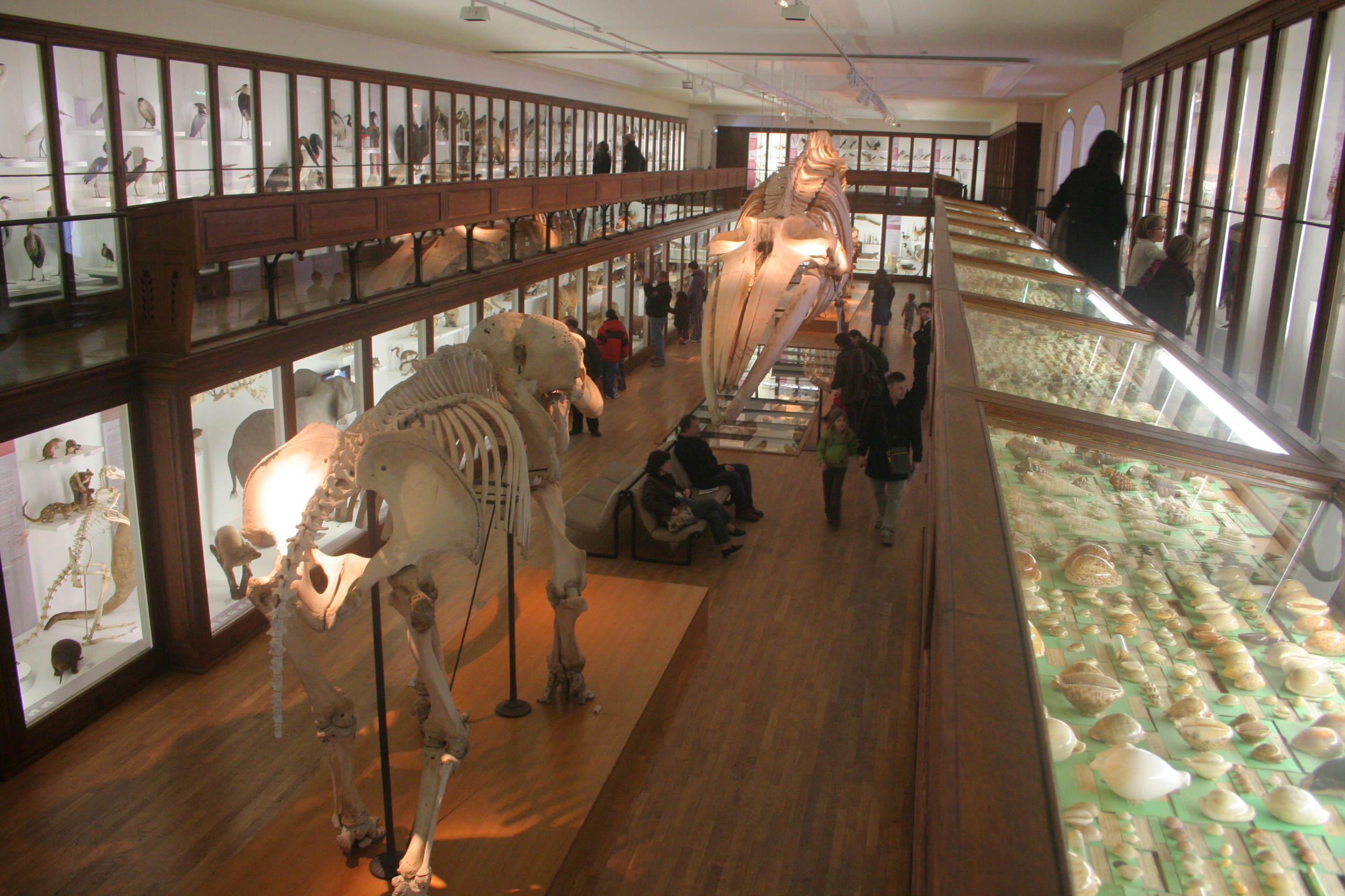tarif museum histoire naturelle nantes