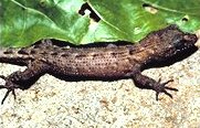 <i>Nactus</i> Genus of lizards