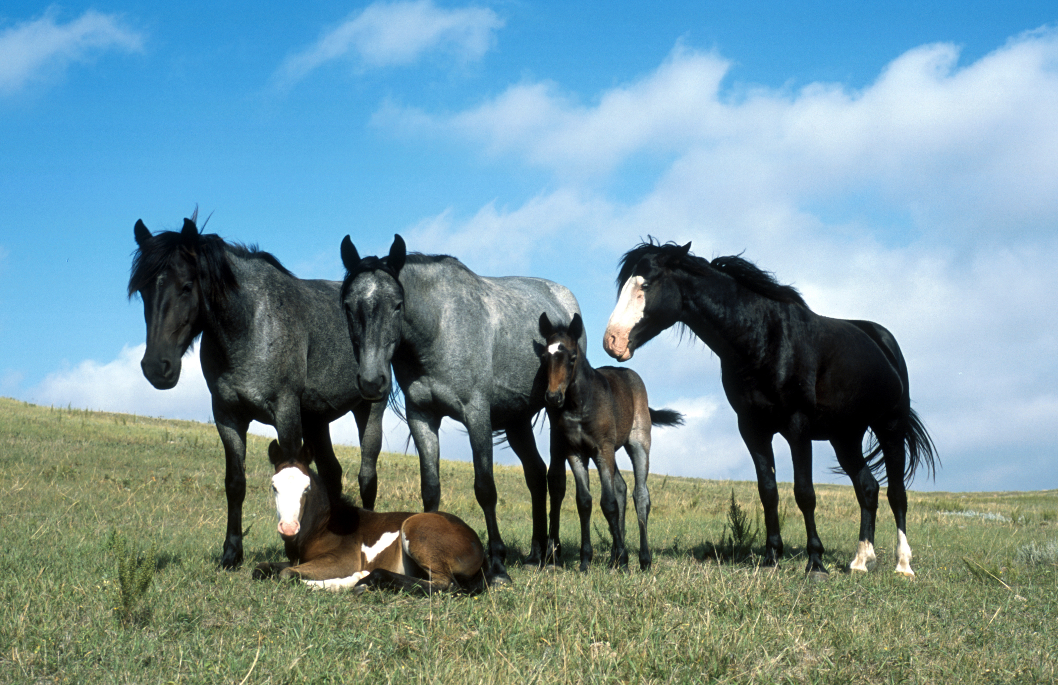 Paard (dier) - Wikipedia