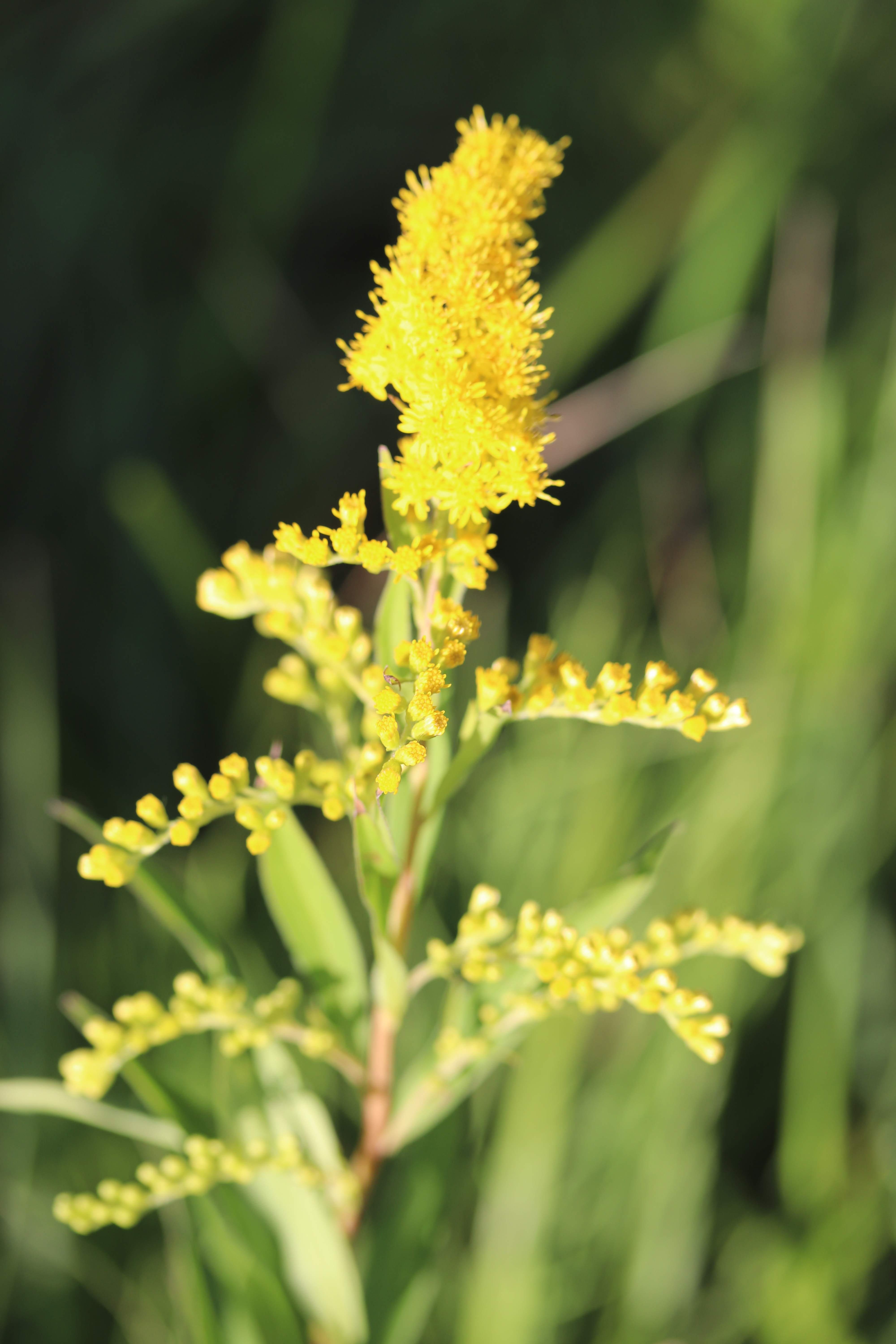 Solidago gigantea