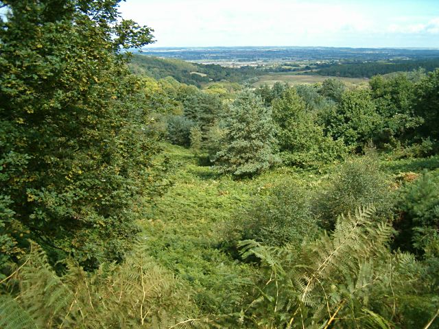 File:Out of the forest - geograph.org.uk - 231326.jpg