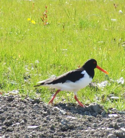 File:Oyster Catcher (3660290387).jpg