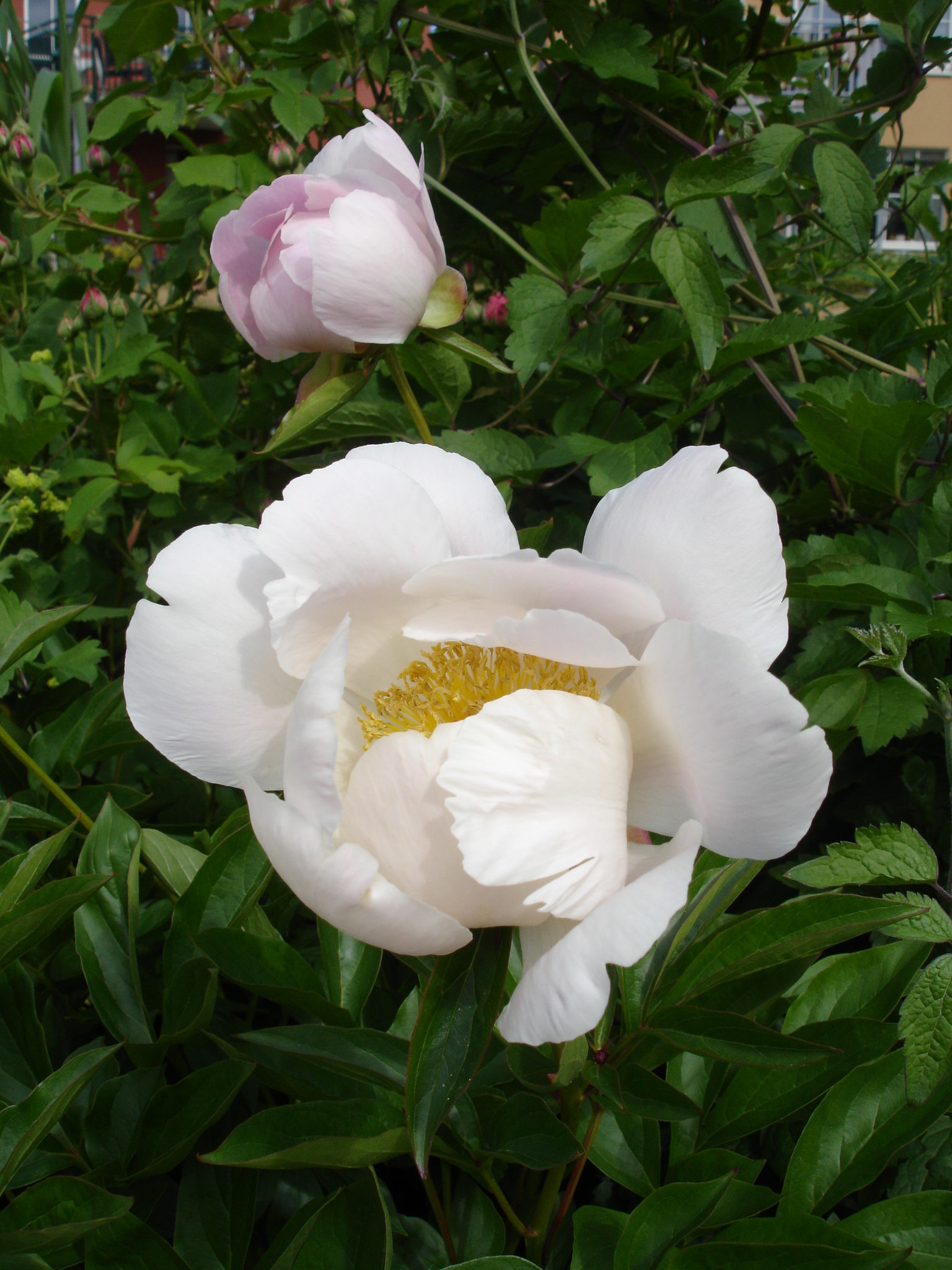 Paeonia lactiflora - Wikipedia