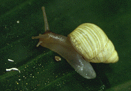 파르툴라 라디올라타(Partula radiolata) 파르툴라과에 속한다.