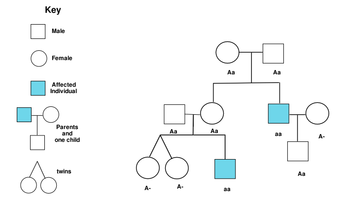 Template:Tree chart - Wikipedia