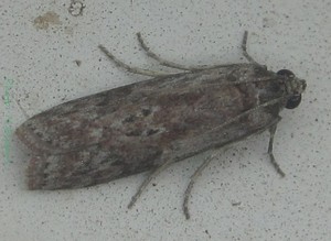 <i>Pempelia strophocomma</i> species of insect