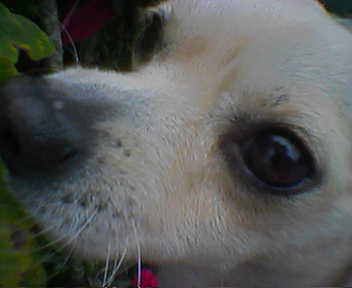 File:Perro chihuahua.png