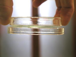 File:Petri dish held by capillarity.jpg