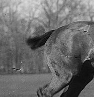 Docked and banged tail on a polo pony, photographed between 1910 and 1915 Polo pony docked.jpg