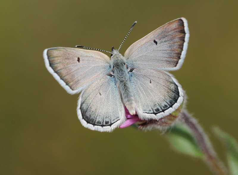 File:Polyommatus pyrenaicus 02.jpg