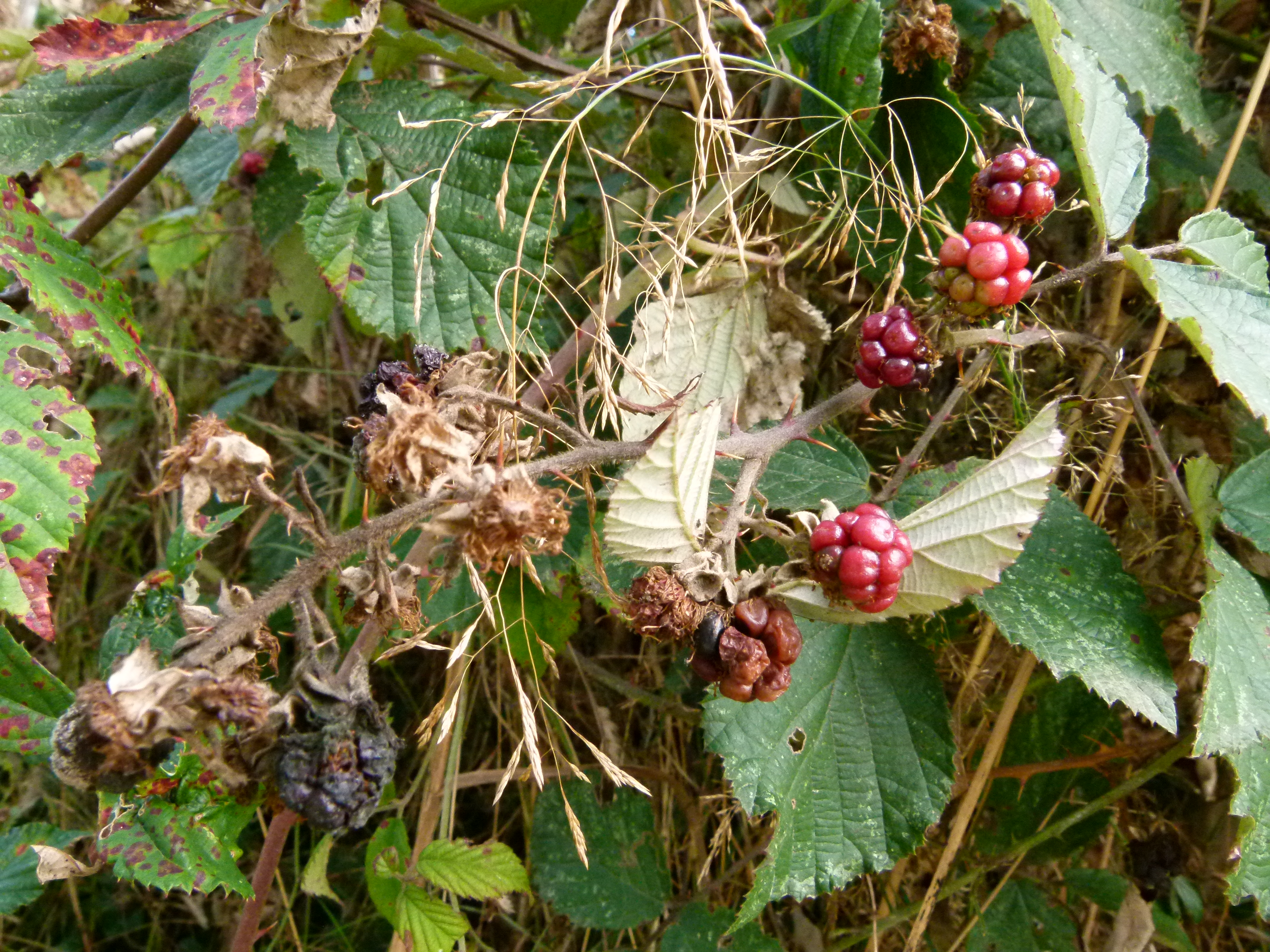 Войти в рубус видман. Рубус гребенчатый. Микосферелла Rubus. Рубус меланолазиус. Жук Рубус.