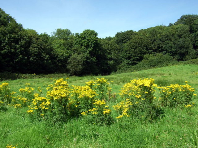 Ragwort and woods near Abermawr - geograph.org.uk - 1441780