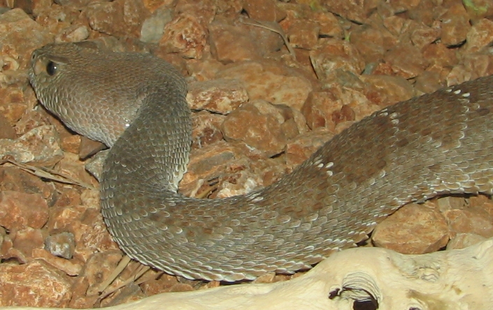 File:Red Diamondback Rattler 2.jpg