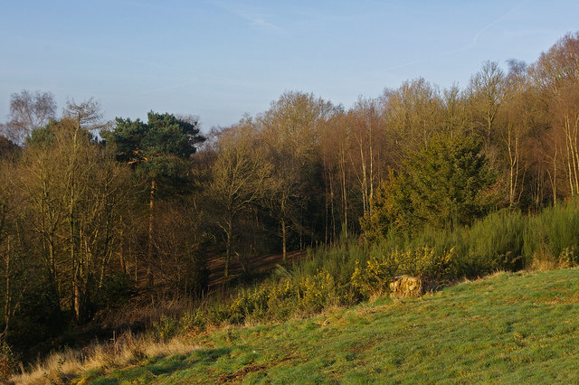 Redhill Common - geograph.org.uk - 1213277