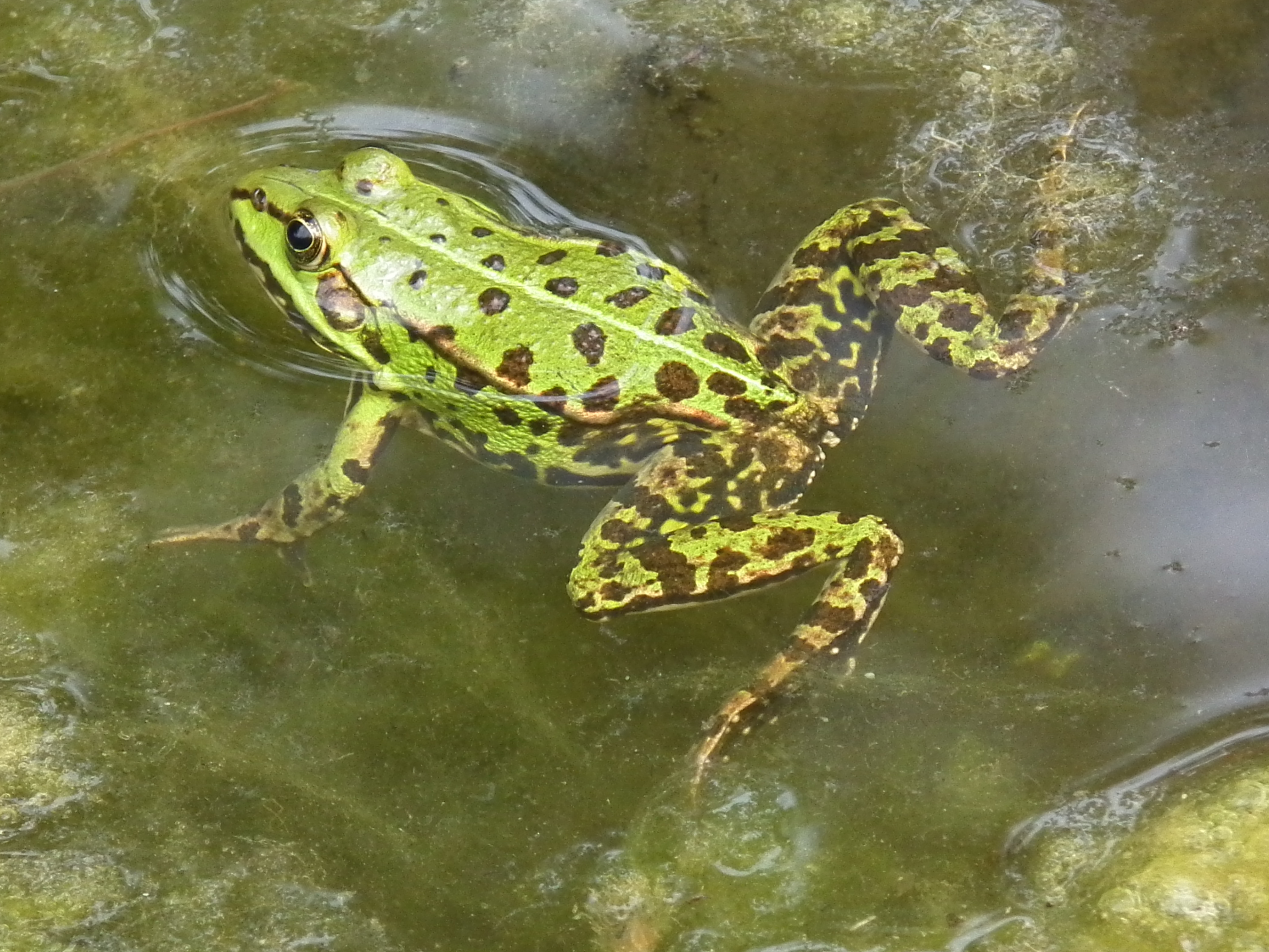 File Schwimmender Frosch Nahaufnahme Jpg Wikimedia Commons