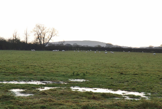 File:Sheep grazing near Lymburghs Farm - geograph.org.uk - 619059.jpg