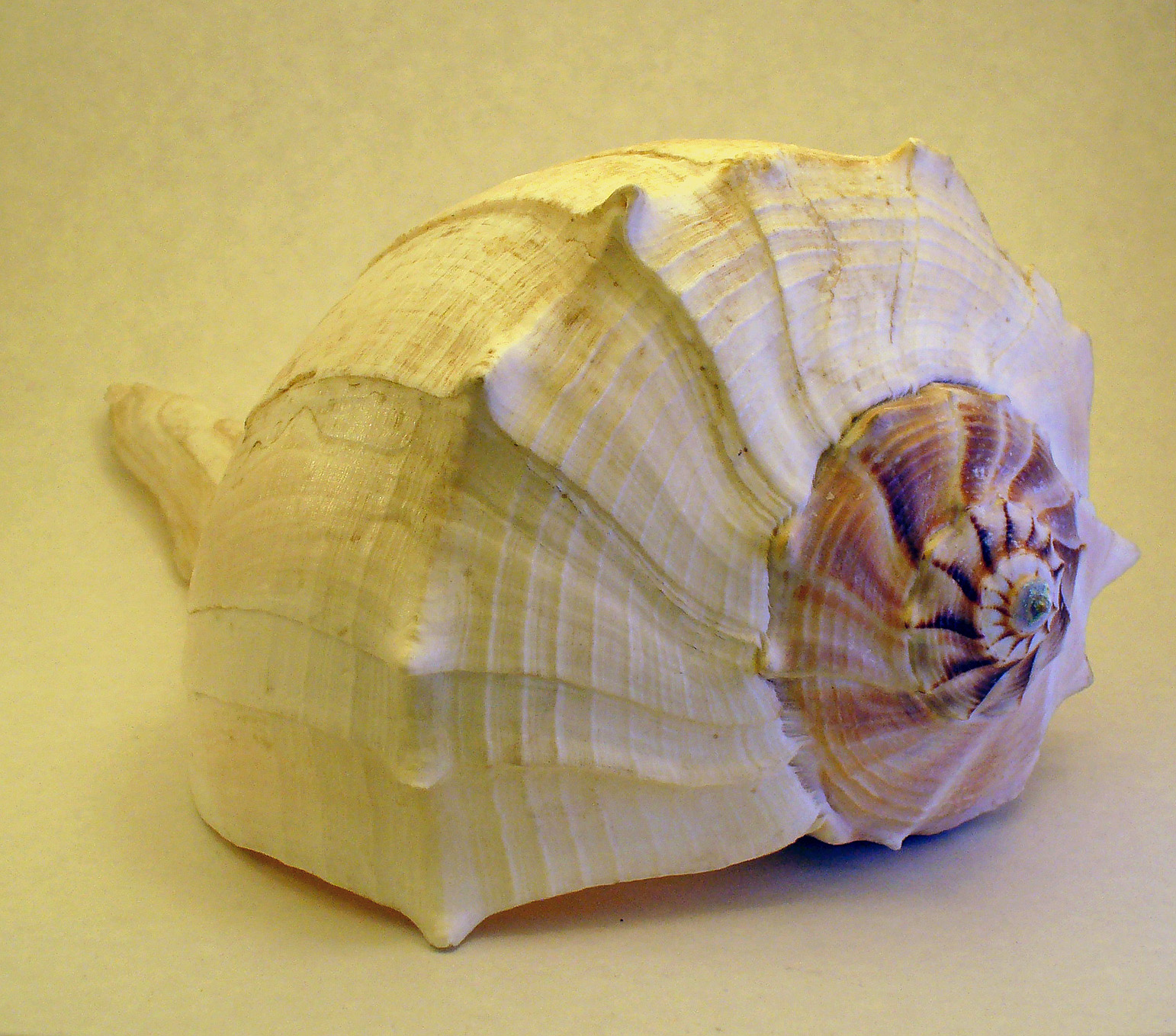 fibonacci sequence in shells