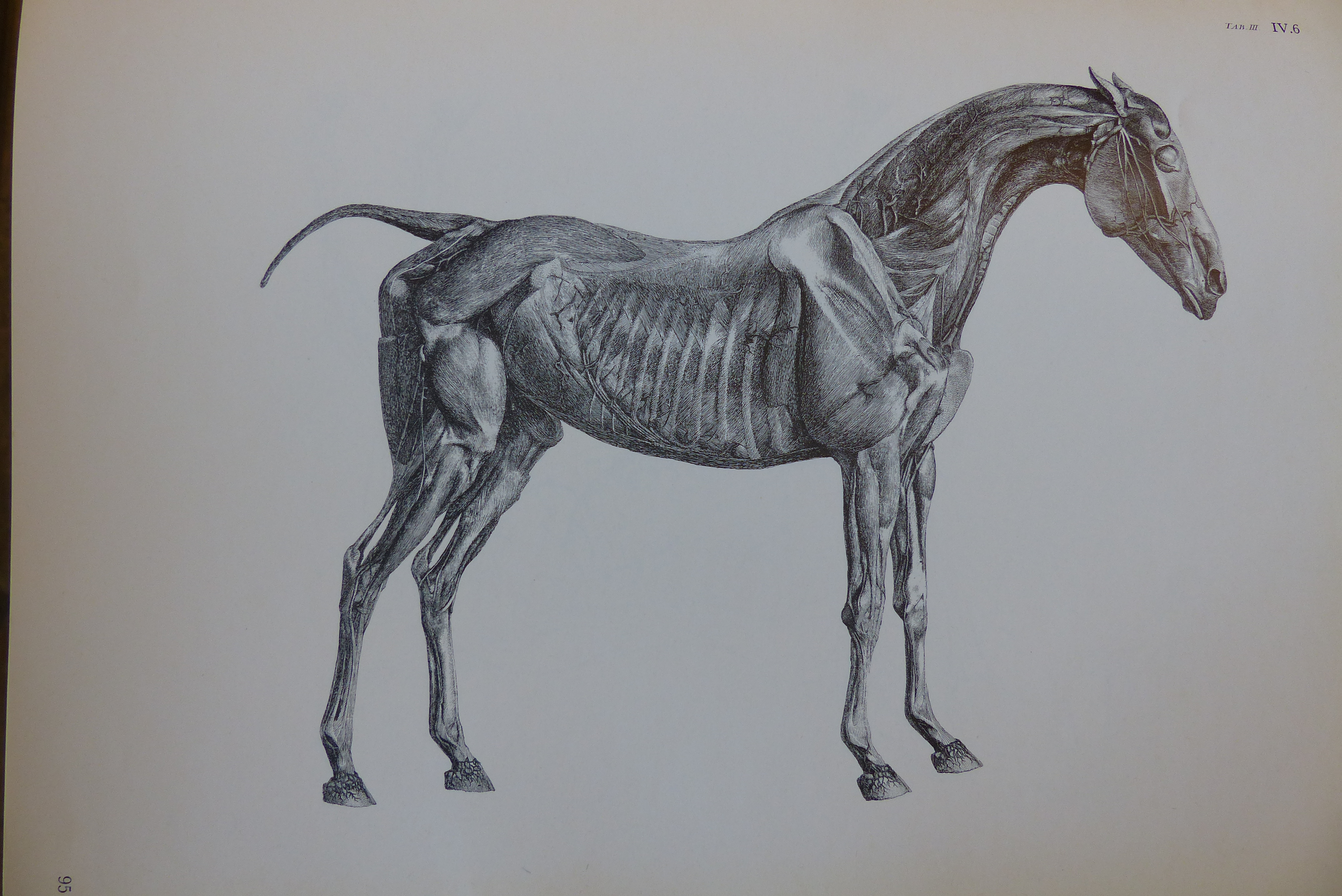 C anatomy. George Stubbs Horse Anatomy. Стаббс анатомия лошади. Лошадь рисунок. Красивые рисунки лошадей карандашом.