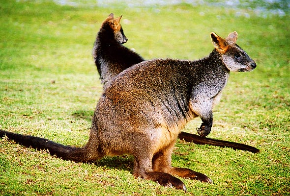 Sumpf-wallaby.jpg